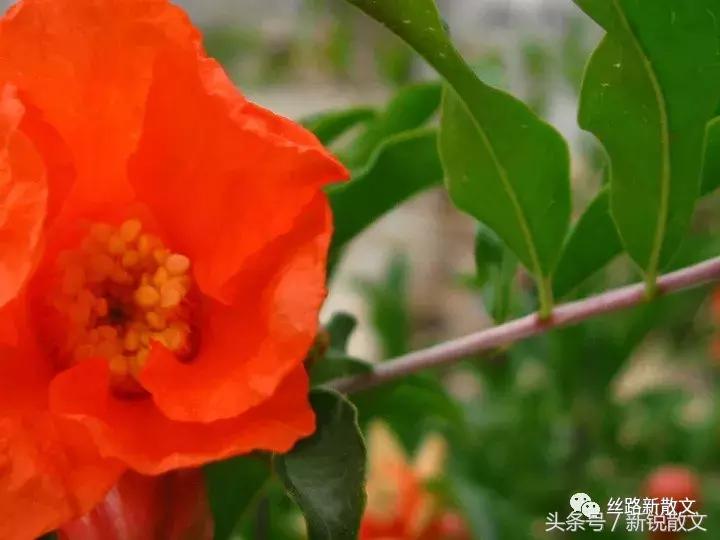 八大胡同有哪些名人或故事,八大胡同里的陈年往事