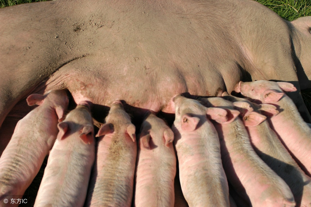 深部输精管使用方法,步骤动作要领
