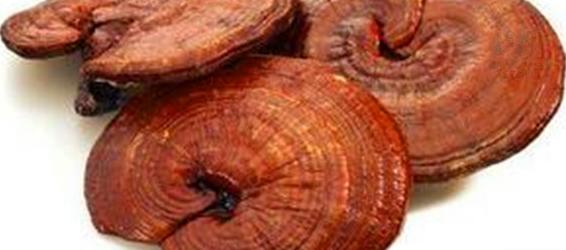 灵芝能和黄芪一起泡酒吗,全蝎酒可以和人参酒一起喝吗