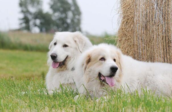 你的大软棉花糖上线了！巨型比利牛斯犬了解一下