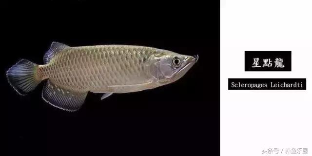 龙鱼品种大全图解,龙鱼到底是什么品种的鱼