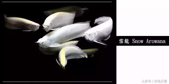 龙鱼品种大全图解,龙鱼到底是什么品种的鱼