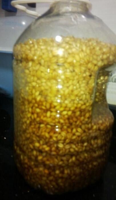 蜂蜜钓鲫鱼的正确方法,钓鲫鱼最佳诱饵是什么