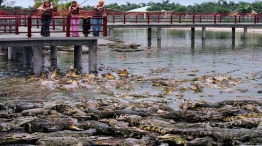 广州鳄鱼公园鳄鱼王,世界上最大的鳄鱼公园