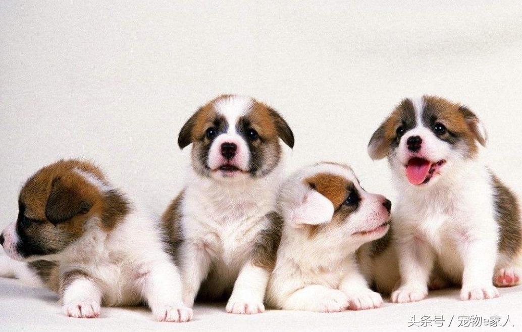 为什么给狗狗做体外驱虫,为什么给狗狗驱虫了还是频繁挠痒