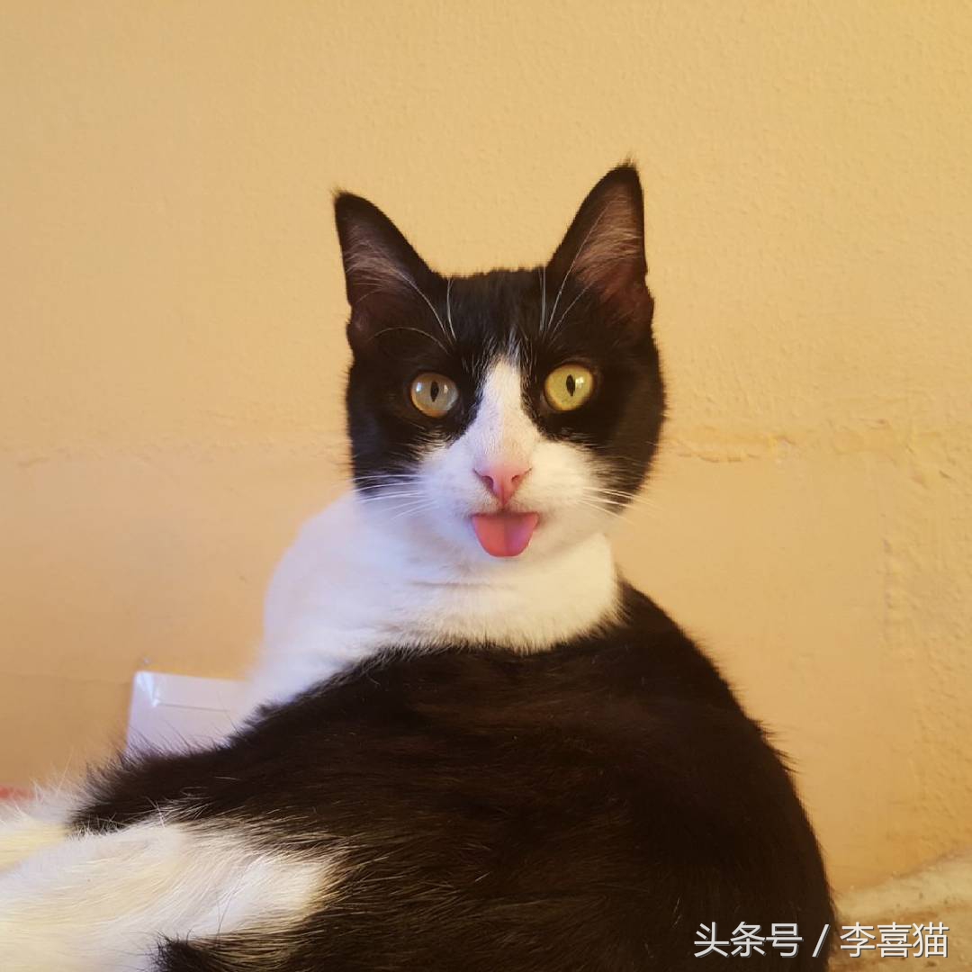 猫咪像狗一样吐舌头正常吗,猫咪怎么像狗一样吐舌头