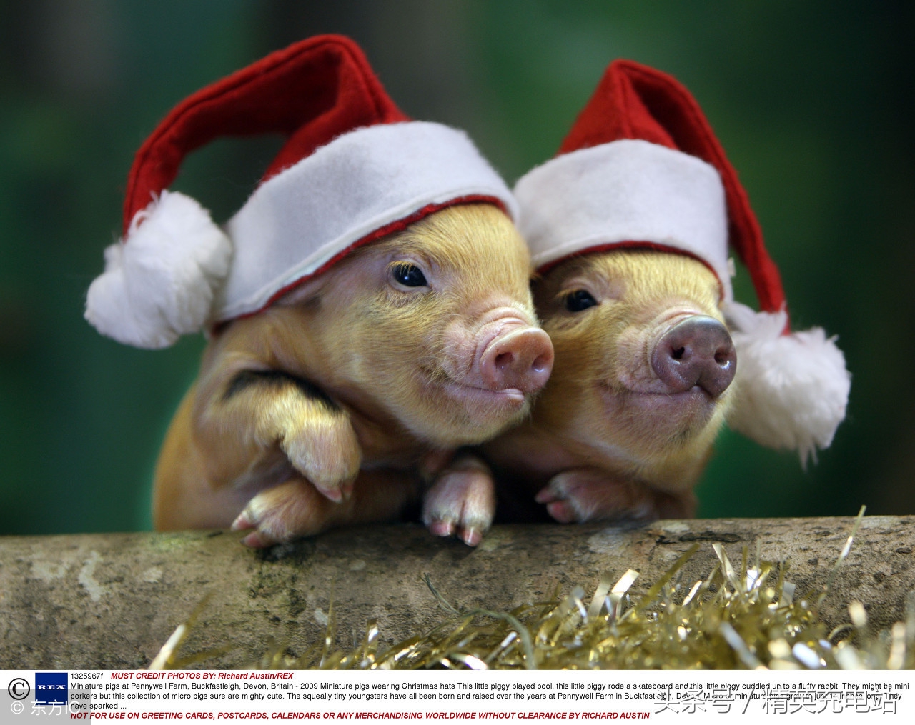 如何让猪上树？方向不对，努力白费！（彻底颠覆你的思维）