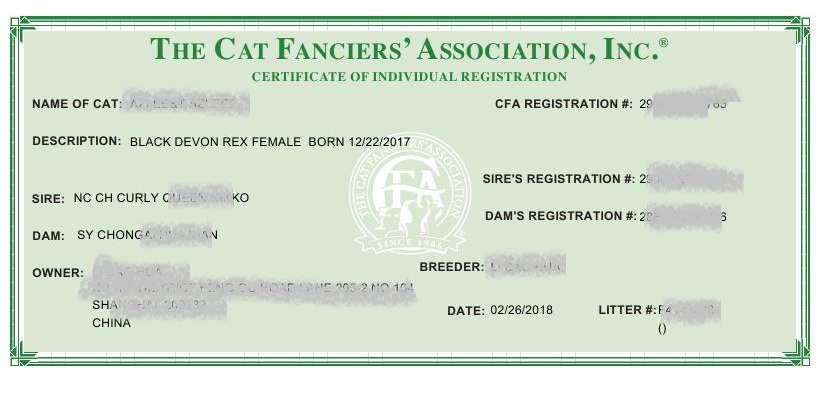 猫舍和宠物店到底有什么区别呢,libby猫舍和雪mm猫舍哪个好