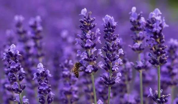 想脸更紧致一点做什么医美,想脸上皮肤好要做什么