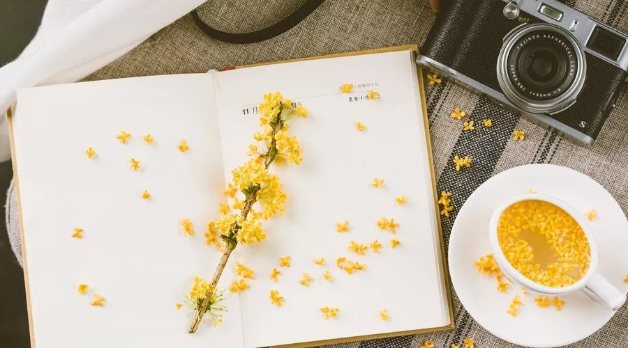 桂花香，残荷，银杏，宁波的秋天