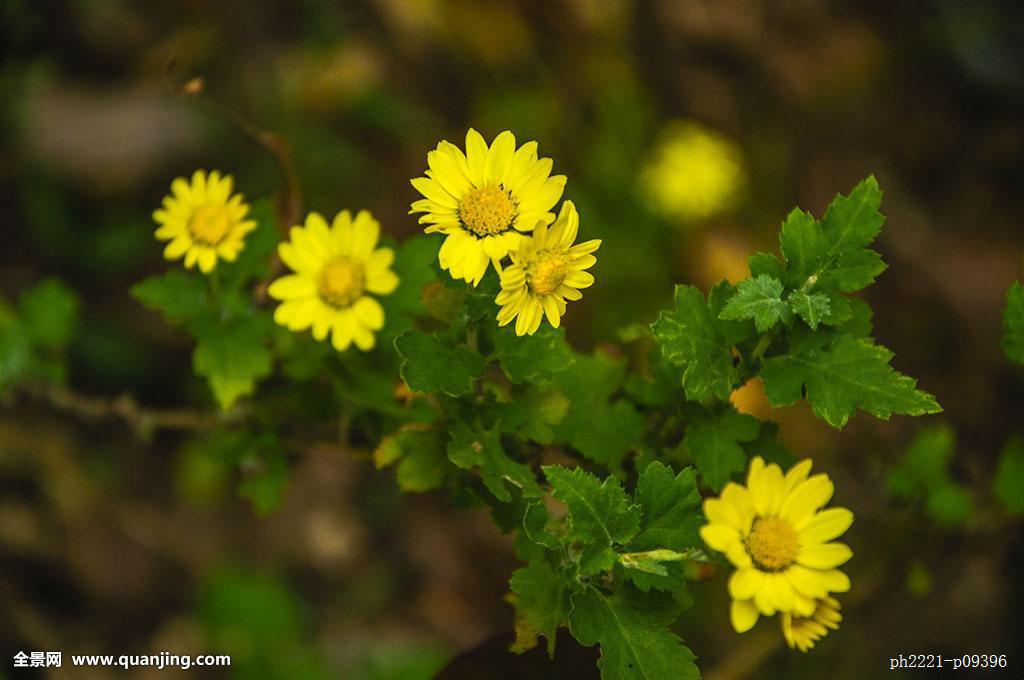 中药材野菊花最新行情,中药材野菊花能做枕头