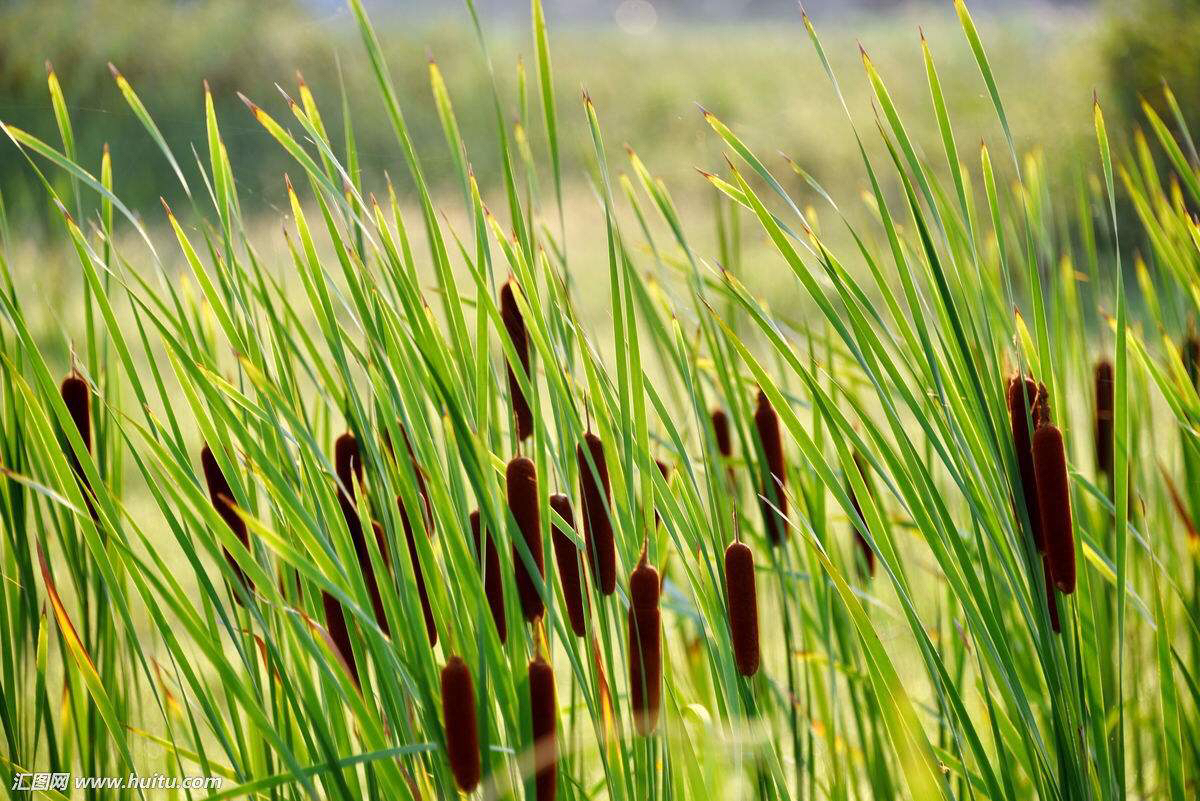 中药材蒲黄粉多少钱,中药材蒲黄收购
