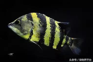 虎鱼种类如何区分,虎鱼品种