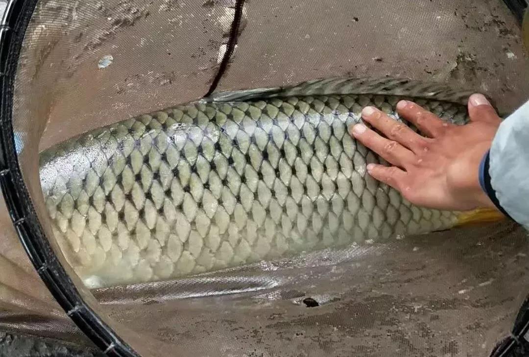 收费的鱼塘钓鱼,收费塘可以路亚吗