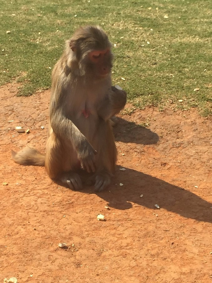 全家人三亚旅游,全家人游海南三亚旅行照片