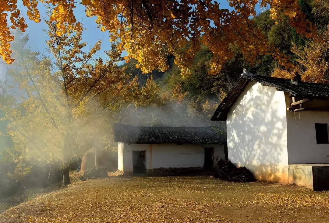最佳银杏观赏地是哪儿,银杏观赏地点在哪里