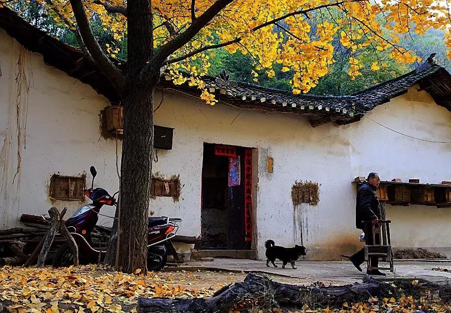 最佳银杏观赏地是哪儿,银杏观赏地点在哪里