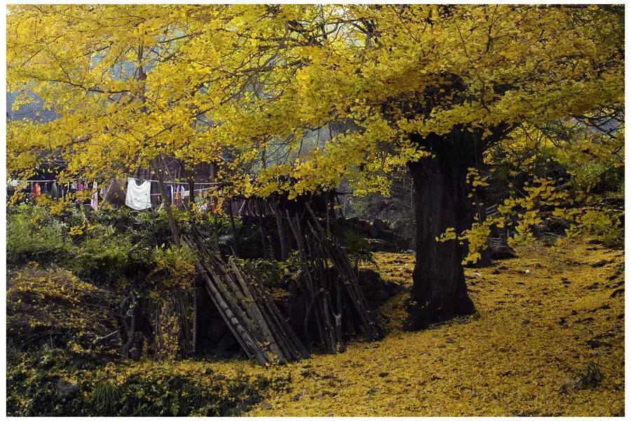 最佳银杏观赏地是哪儿,银杏观赏地点在哪里