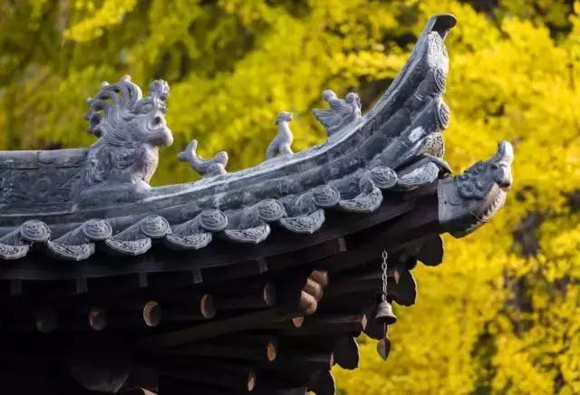 最佳银杏观赏地是哪儿,银杏观赏地点在哪里