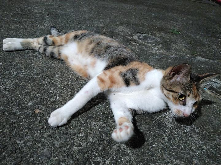 生而硬派！测距、空气检测、热成像三合一CATS61最牛铁人手机！