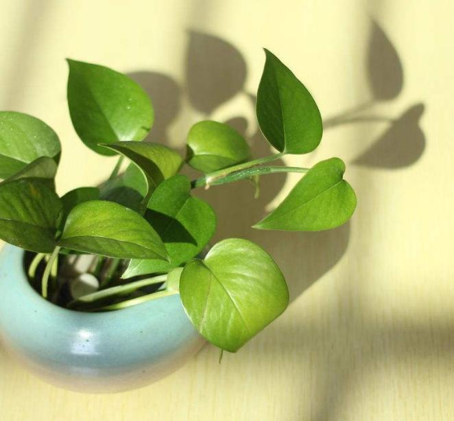 水培绿萝已经生根发芽放什么肥料,水培绿萝刚生根可以移栽到沙子里