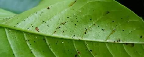 花儿除虫的妙招,花儿生虫用什么药