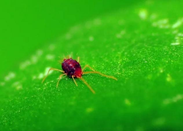 花儿生虫了用什么杀虫好,花儿生虫怎么办打什么药