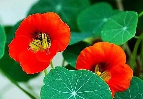 花儿生虫了用什么杀虫好,花儿生虫怎么办打什么药