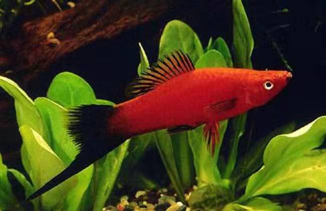 鱼缸种植水草用沙子还是水草泥好,鱼缸中种植水草需要多少温度