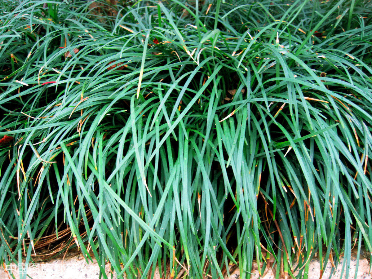 中草药麦门冬,中药材麦门冬产地