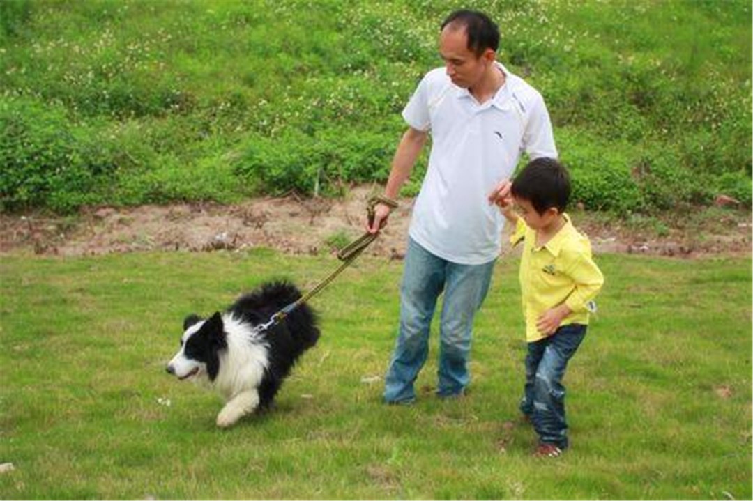 边牧不听话教你几招正确训犬方法,边牧被主人打后记仇吗为什么