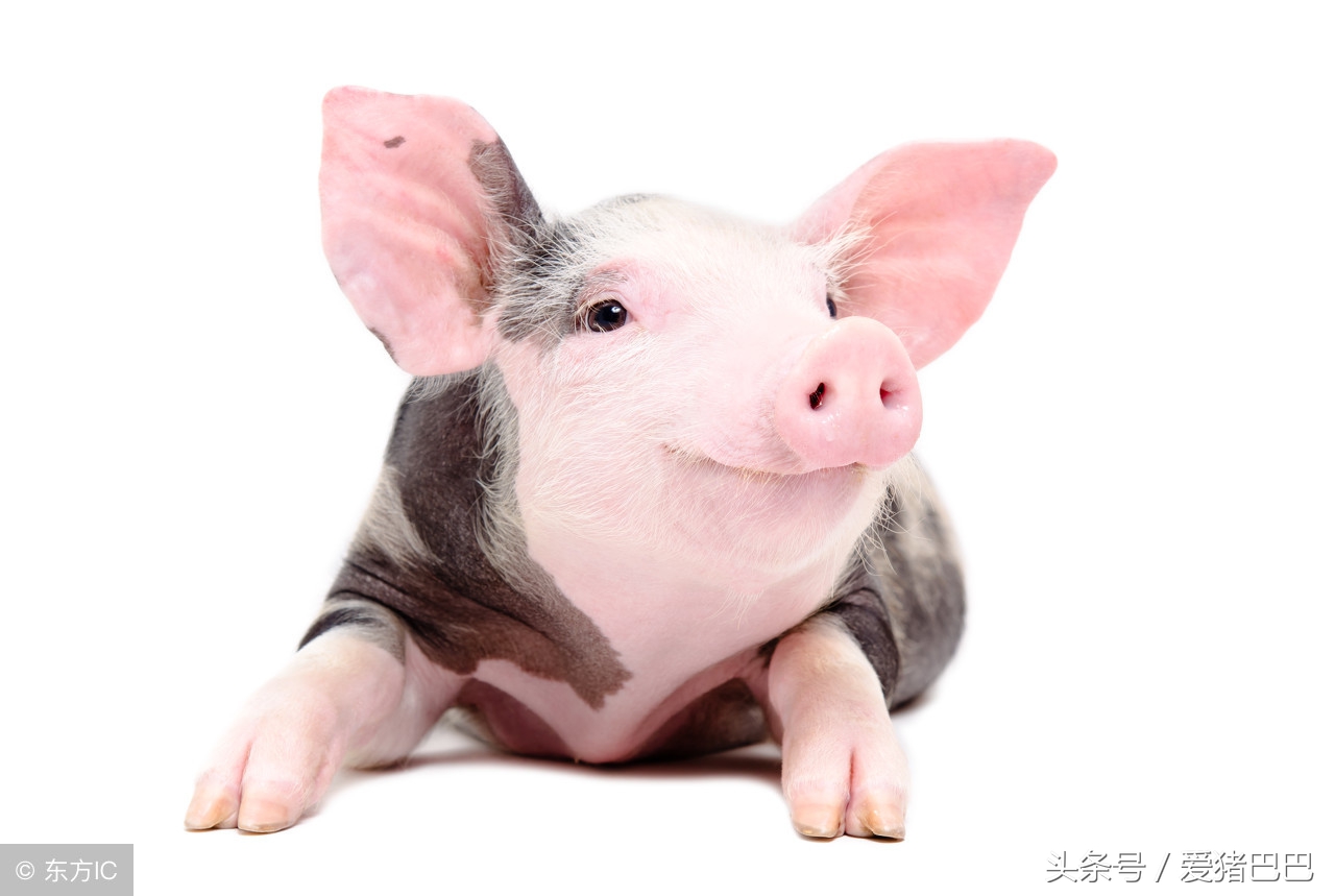 猪巴氏杆菌的防治方法,氟苯尼考对猪巴氏杆菌有作用吗