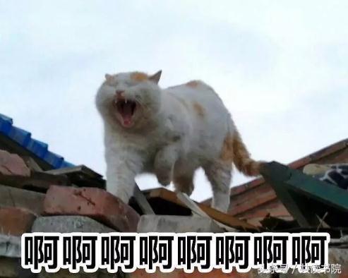 300w的锦鲤,300w锦鲤