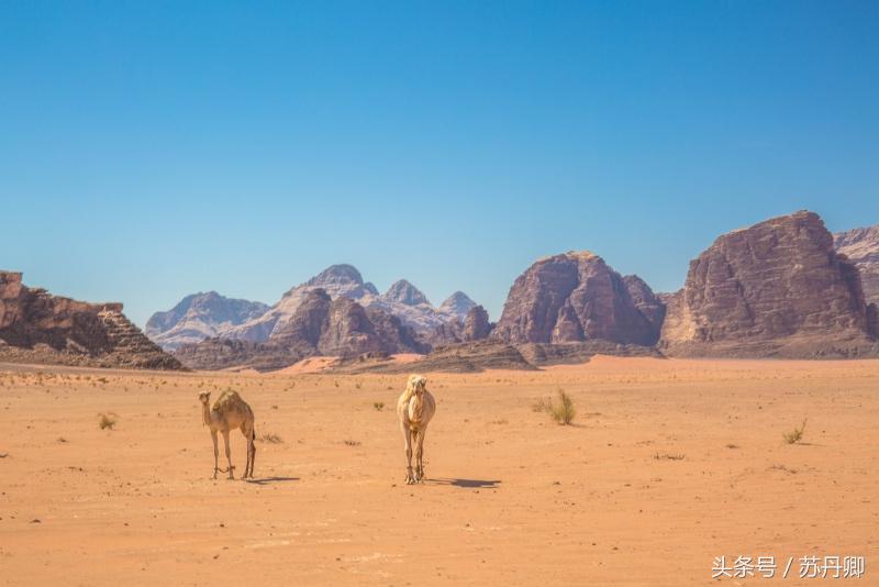 最佛系的游牧民族：没有*队军**，不承认法律，为自由抛弃城市