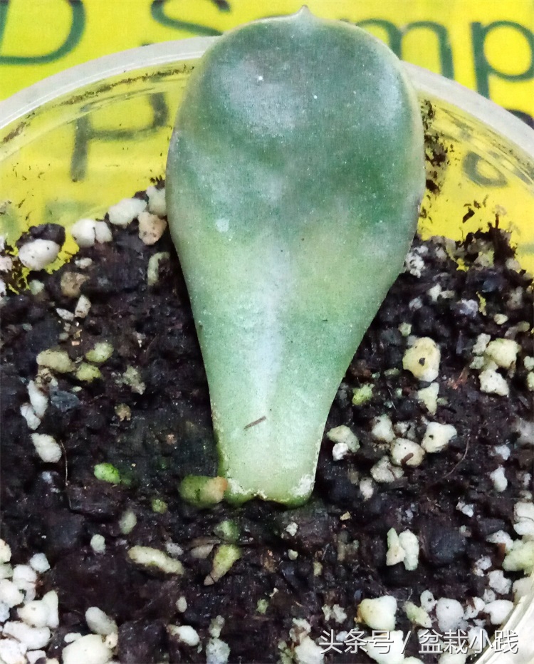 养多肉养出青苔怎么办,养多肉生根后的状态