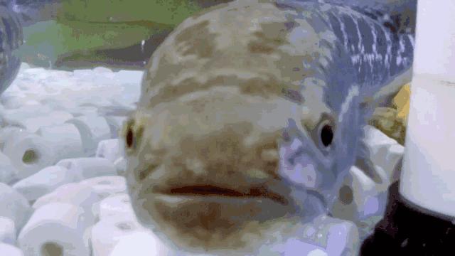 广东哪里有杏花鸡,东莞奇香杏花鸡