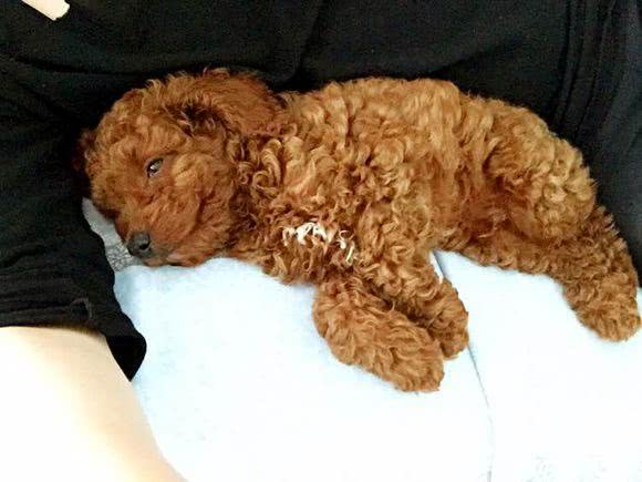 泰迪狗乱叫扰民怎么办,泰迪吵闹