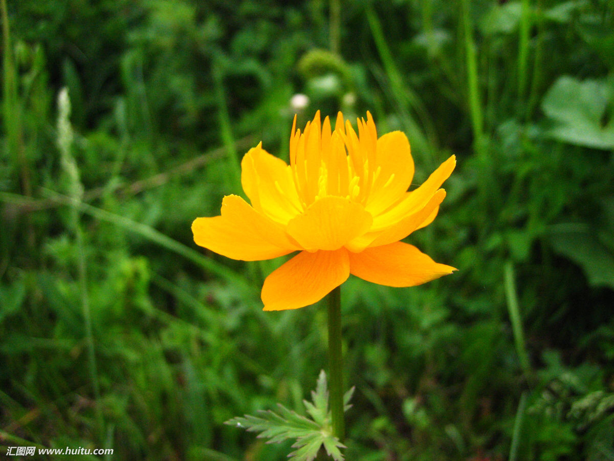 中药材金莲花,中药材金莲花的图片