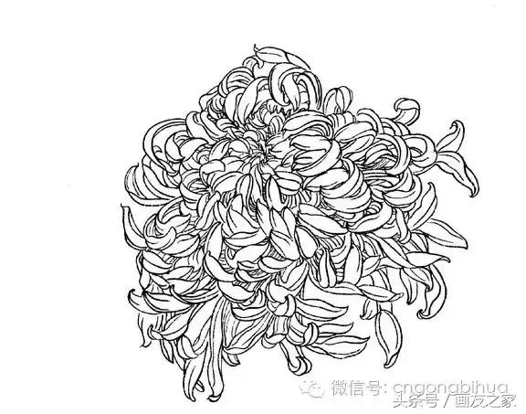 国画工笔菊花的画法视频,线描菊花画谱