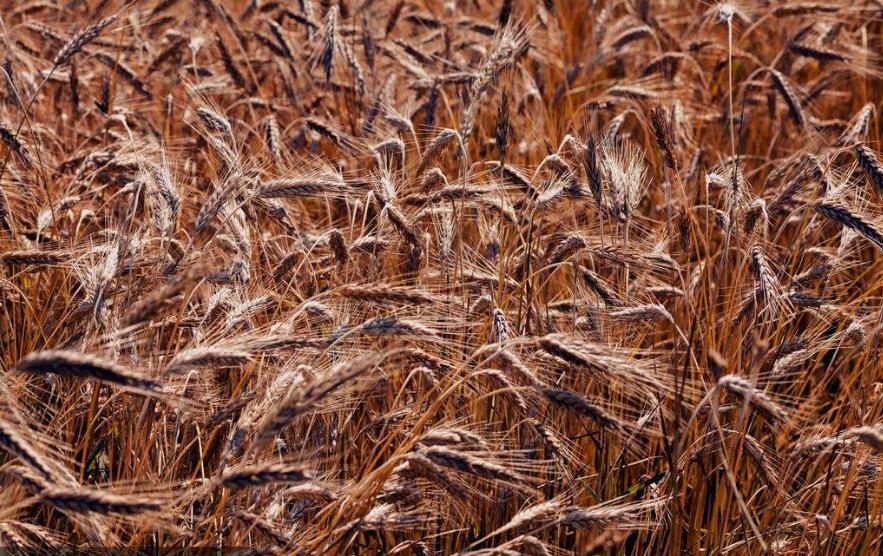 威士忌英文代表什么,威士忌网络用语