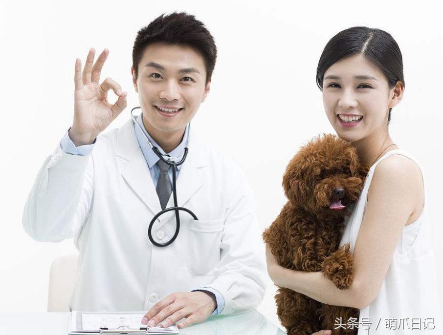 去宠物医院看病为什么这么贵,一般的宠物医院看病贵吗