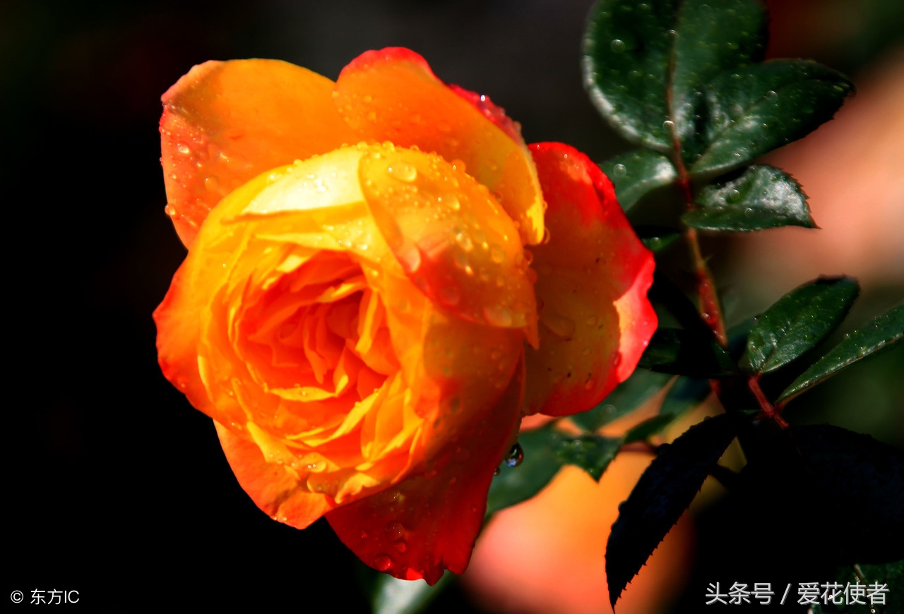 “七招”教你挑选一株完美的玫瑰花!