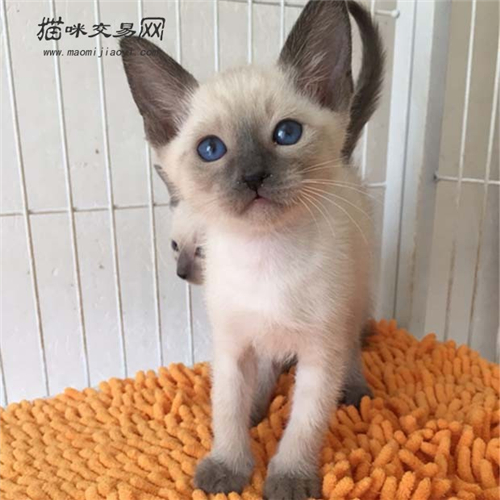 暹罗猫多大养比较好,暹罗猫聪明吗