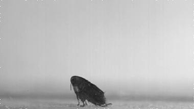 从猿进化到人的原因,从猿进化成人类的原因是什么