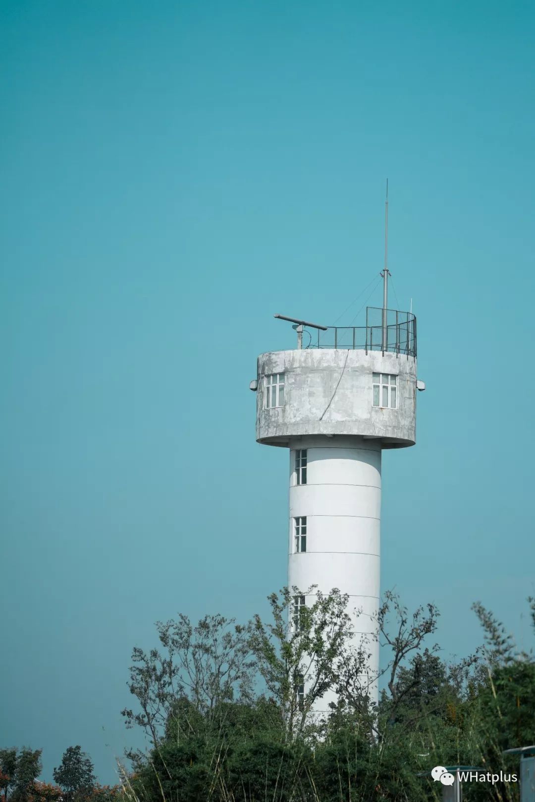 武汉汉口江滩芦苇花,秋高气爽去汉口江滩赏花