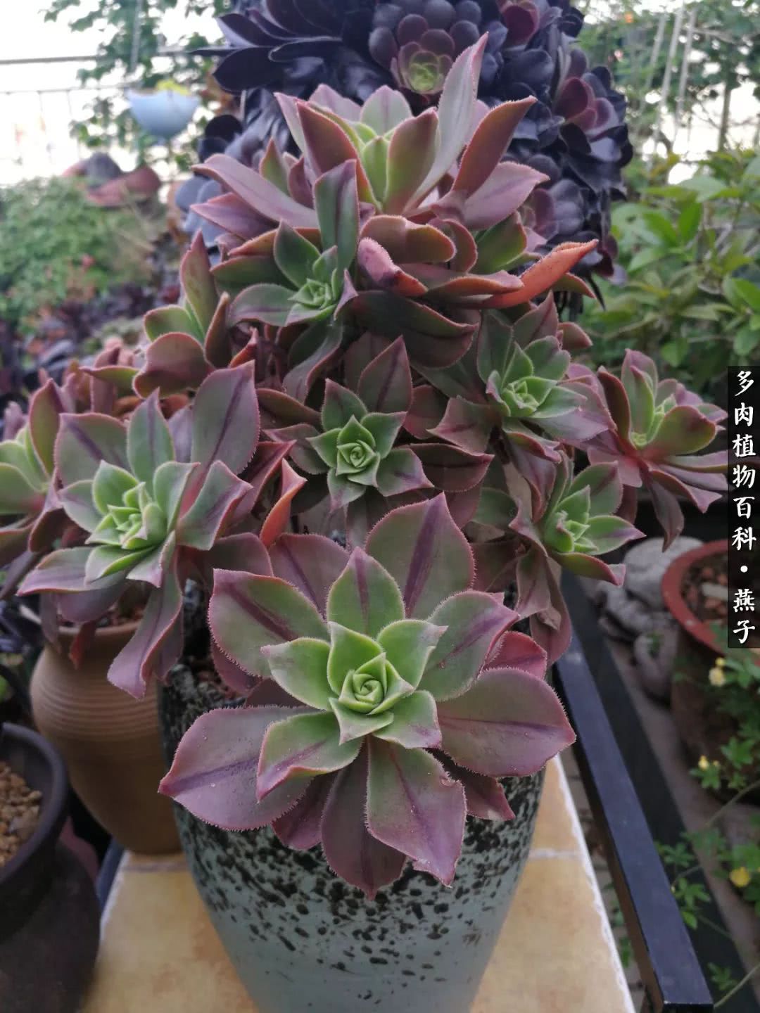 多肉法师什么季节摘心最好,多肉法师全锦好吗