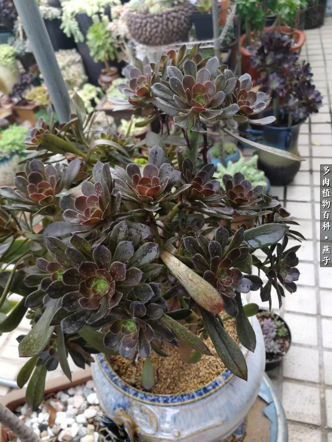 多肉法师什么季节摘心最好,多肉法师全锦好吗