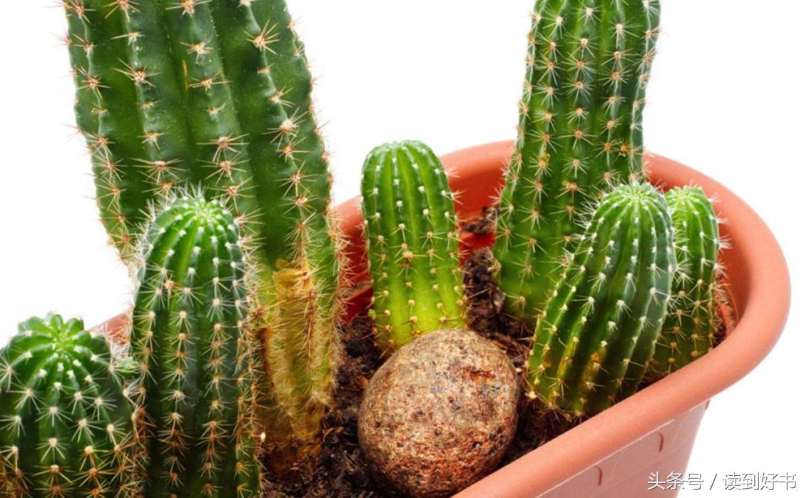 各种花的寓意及花语代表爱,黄玫瑰代表着哪些花语和寓意