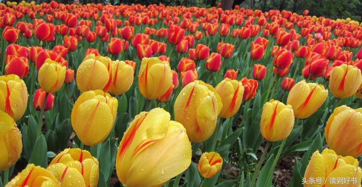 各种花的寓意及花语代表爱,黄玫瑰代表着哪些花语和寓意