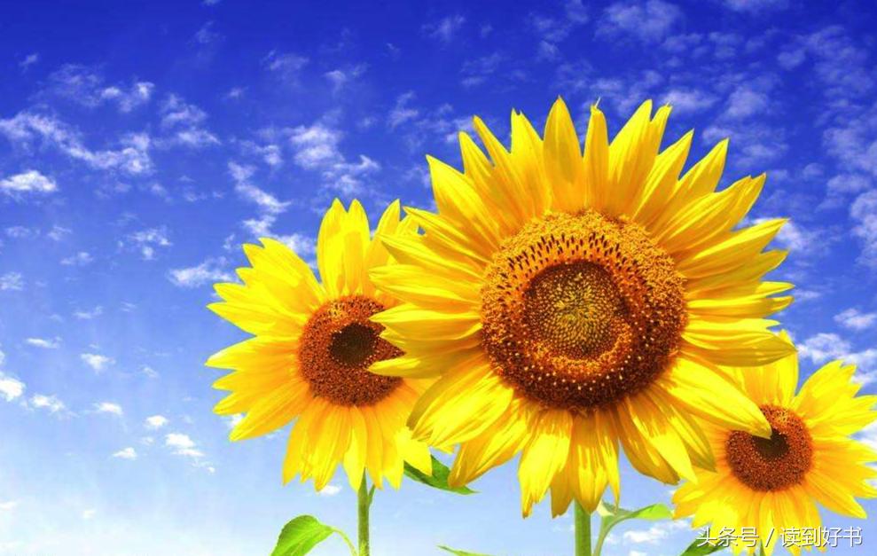 各种花的寓意及花语代表爱,黄玫瑰代表着哪些花语和寓意